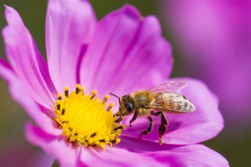 What's the Council's Biodiversity duty? - Main Image